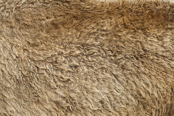 Fur texture old bison hair