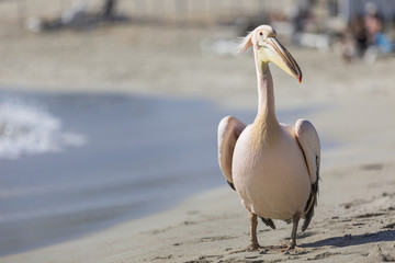 Pelican close up portrait on the beach in Cyprus.