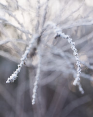 Frostzweige