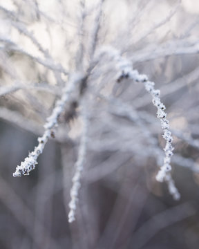 Frostzweige