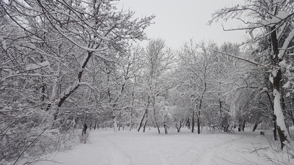 Snowy winter in park