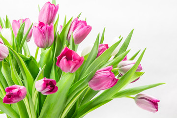 Pink tulip bunch close up