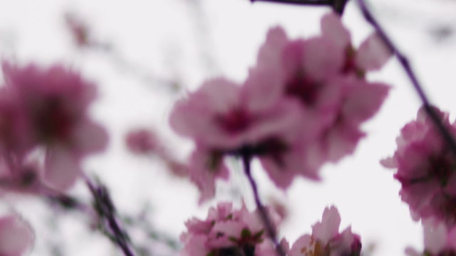 Royalty Free Stock Video Footage of pink blossoming tree branches shot in Israel at 4k with Red.