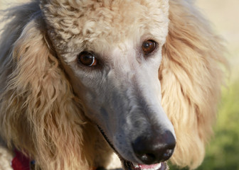 Close up portrait of young peach poodle with selective focus on an eye