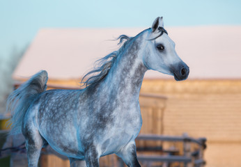Obraz na płótnie Canvas Gray elegant stallion of purebred Arabian breed