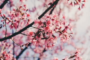 Wild himalayan cherry flower with filter effect retro vintage st