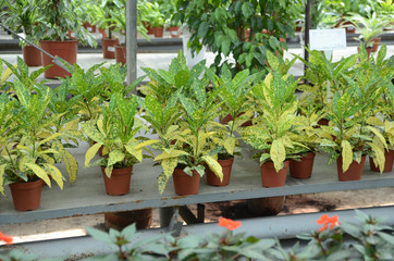 Croton plants with colorful leaves