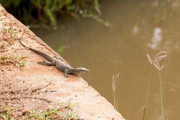 Lizard in Yala, Sri Lanka
