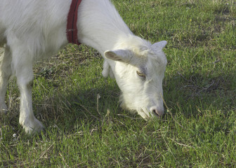 Goat eating grass