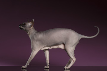 Sphynx Cat Funny Walks on purple