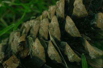 Beautiful plant, fir cone