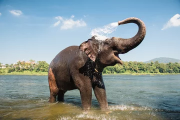 Gartenposter Elefant Elefantenwaschen im Fluss