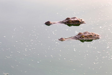 Obraz premium eye of wildlife crocodile hidden in the water
