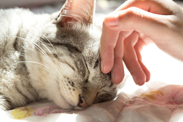 Naklejka premium ręka kobiety pieszczoty głowy kota, miłość do zwierząt
