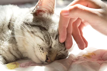 Rolgordijnen vrouwenhand die een kattenkop aait, liefde voor dieren © gumpapa