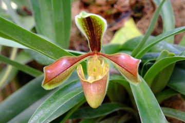 Flowers of Paphiopedilum orchid