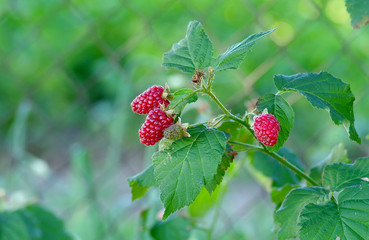 Tayberry - Rubus x „TAYBERRY“ - 100456395