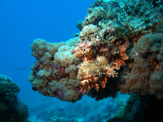 Plakat Korallenriff