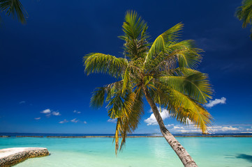 Palm at white sand beach on tropical paradise Maldives island