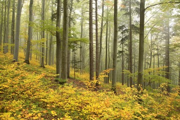Beech forest in misty weather at the beginning of autumn