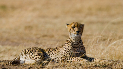 Cheetah lying in the savanna. Kenya. Tanzania. Africa. National Park. Serengeti. Maasai Mara. An excellent illustration.