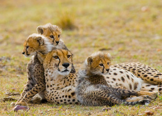 Mother cheetah and her cubs in the savannah. Kenya. Tanzania. Africa. National Park. Serengeti. Maasai Mara. An excellent illustration.