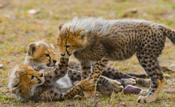 Cheetah cubs play with each other in the savannah. Kenya. Tanzania. Africa. National Park. Serengeti. Maasai Mara. An excellent illustration.
