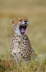 Cheetah sitting in the savanna. Close-up. Kenya. Tanzania. Africa. National Park. Serengeti. Maasai Mara. An excellent illustration.