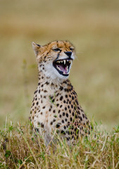 Cheetah sitting in the savanna. Close-up. Kenya. Tanzania. Africa. National Park. Serengeti. Maasai Mara. An excellent illustration.