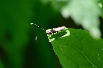 Fototapeta premium Makroaufnahmen