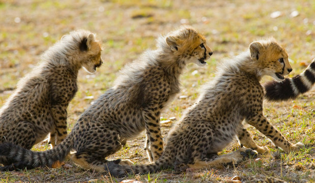 Three cheetah cubs sit one behind the other. Kenya. Tanzania. Africa. National Park. Serengeti. Maasai Mara. An excellent illustration.