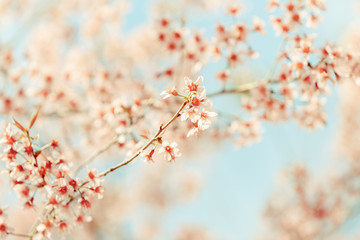 Wild Himalayan Cherry spring blossom