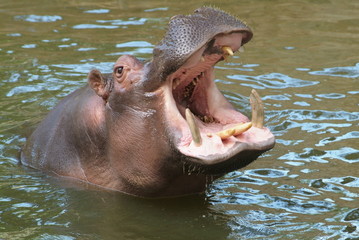 Hipopótamo del Zoo