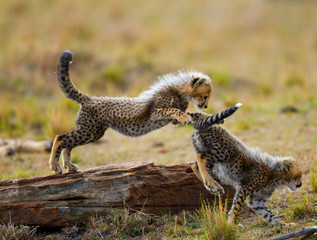 Cheetah cubs play with each other in the savannah. Kenya. Tanzania. Africa. National Park. Serengeti. Maasai Mara. An excellent illustration.