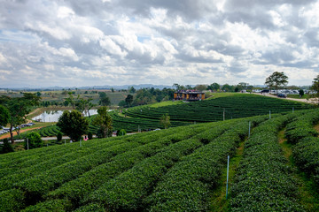 Tea plantation with tea leaves
