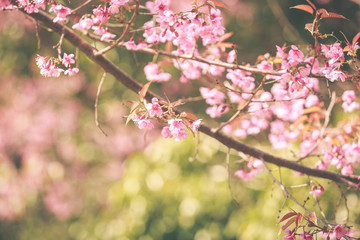 Wild Himalayan Cherry spring blossom