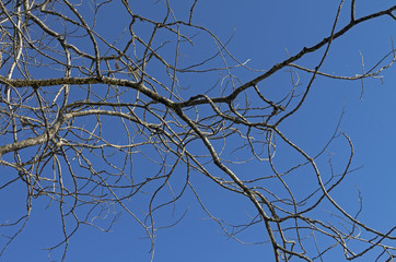 Dried tree branch against blue sky.