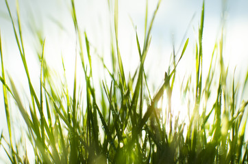 Fototapeta premium Wet sunny grass
