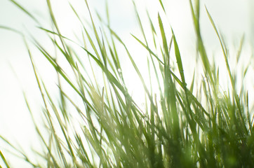 Naklejka premium Wet sunny grass