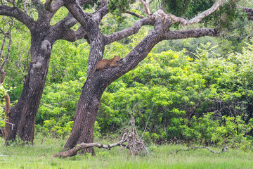 Leopard relaxing on a tree in National wildlife park Yala, Sri Lanka 