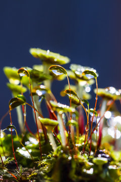 Spread Moss family, and mosses, or mosses are present, or bryoph