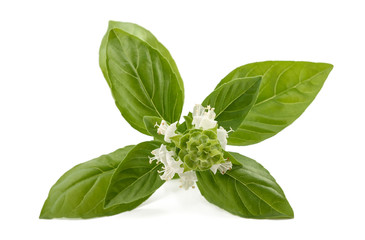 Basil flowers