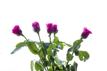 Isolated of pink roses