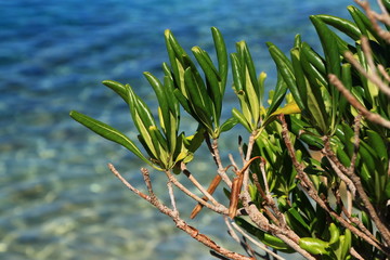 Small olive tree with Adriatic sea in Brela , Croatia