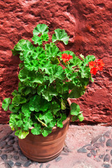 geraniums on background of red wall