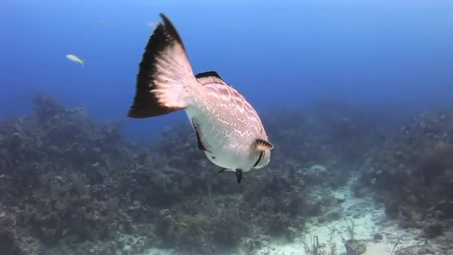 Underwater Coral Reef and Tropical Fish in Bahamas. Amazing, beautiful underwater world Bahamas and the life of its inhabitants, creatures and diving, travels with them. 