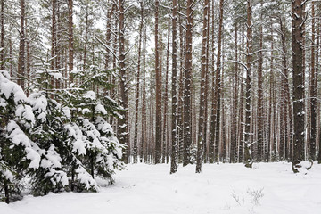 Winter forest (pines and spruces)