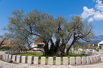 The Old Olive tree of Mirovica, believed to be the oldest tree in Europe, near Bar, Montenegro