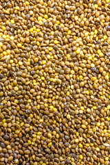 Yellow millet background