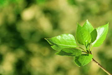 Young budding fresh green leaves on branch against blurred natural green background with bokeh effect. Right position. Nature spring background. Shallow DOF, blur background, focus on leaves